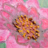 Lotus Flower